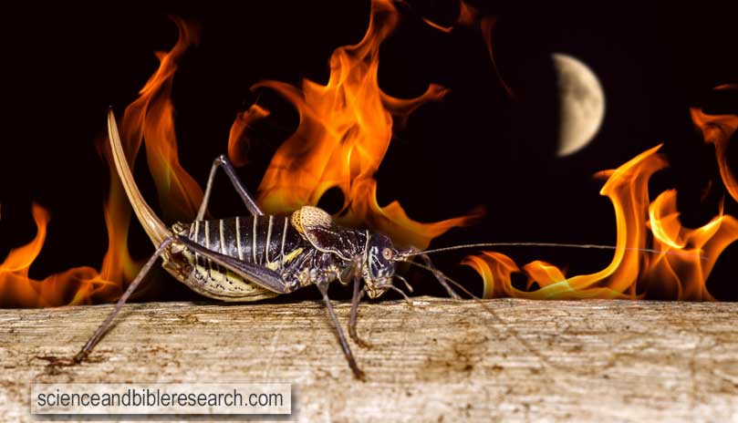 Insect and moon at night (Photo by Bloack)
